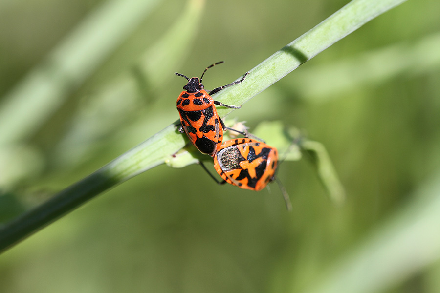 Pentatomidae: Eurydema ornata della Liguria (GE)